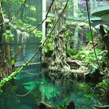 csa_rainforest