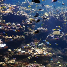 csa_reef