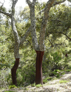 harvested cork tree