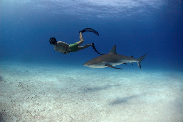 Sharkwater Documentary Film Review