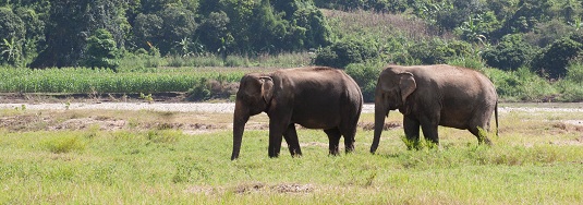 elephant sanctuary Elephant Nature Park