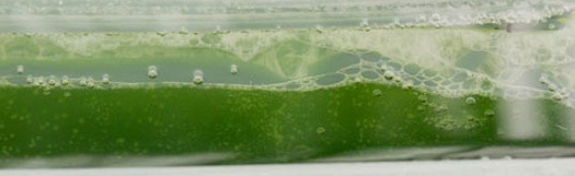 biofuel_algae Algae culture for use as a biofuel