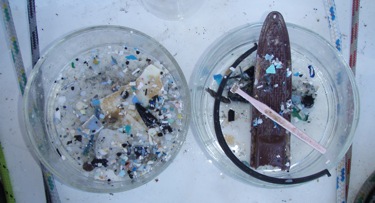 Plastic pulled up from the Pacific Gyre by Algalita Marine Research Foundation plastic island