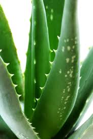 aloe vera aloe vera