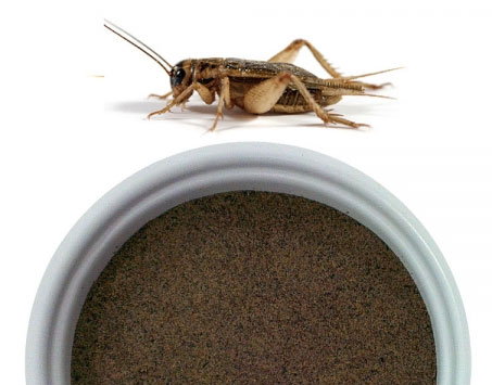 cricket protein flour foods