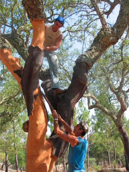sustainable cork harvesting