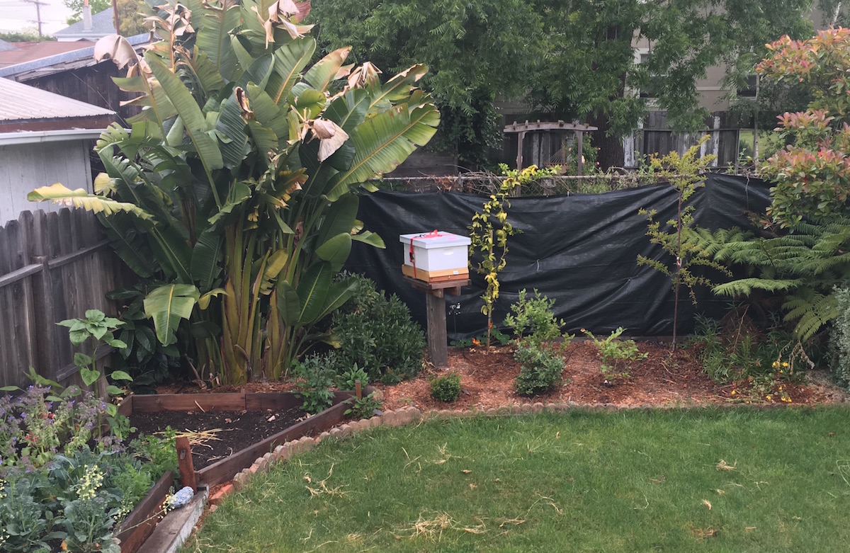 Backyard Bees Pollinators Gardens And Urban Honey