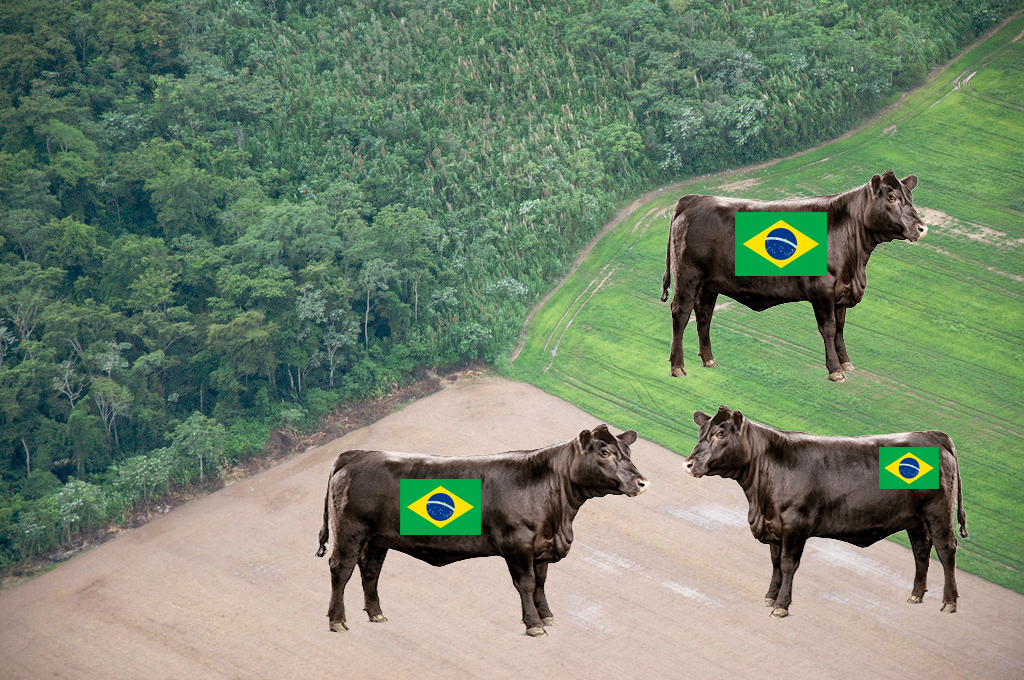 Beef Grazing Amazon Deforestation
