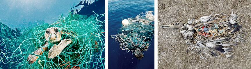 Ocean trash killing wildlife